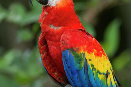 Buy scarlet macaw parrots - scarlet macaw parrots for sale
