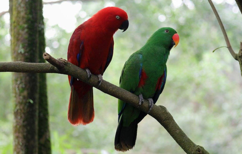 Buy SolomonsIsland Eclectus parrots - SolomonsIsland Eclectus parrots for sale