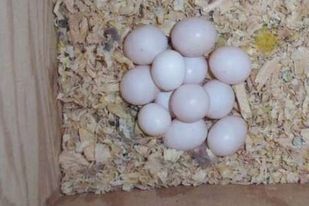 Buy Eclectus Parrot eggs - Eclectus parrot for sale
