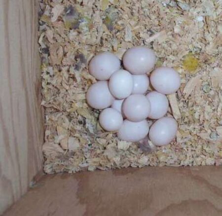 Buy Eclectus Parrot eggs – Eclectus parrot for sale
