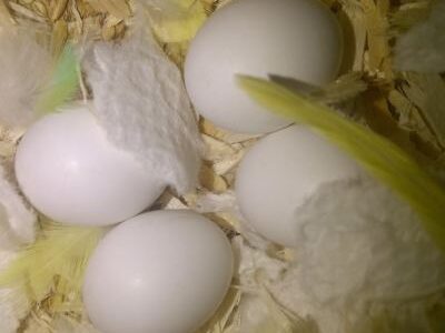 Cockatoo Eggs for sale - buy cockatoo eggs online