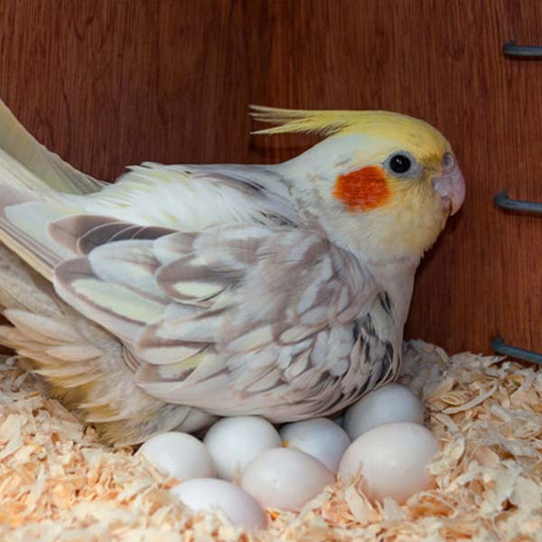 umbrella cockatoo eggs for sale