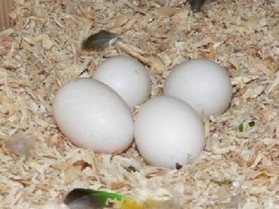 Buy Greenwing Macaw Eggs